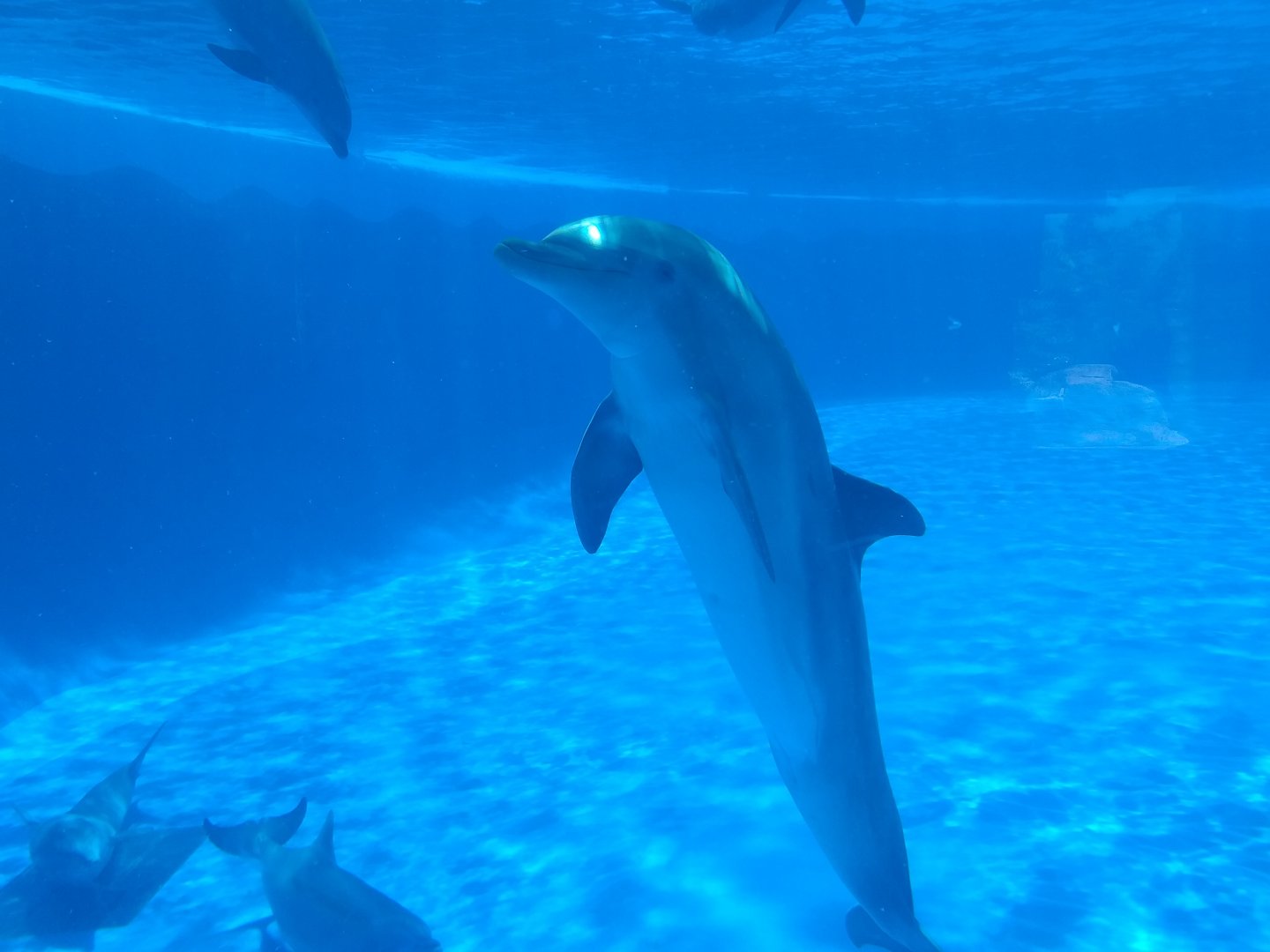 Atlantic bottlenose dolphin -MundoMar Benidorm (2021)
