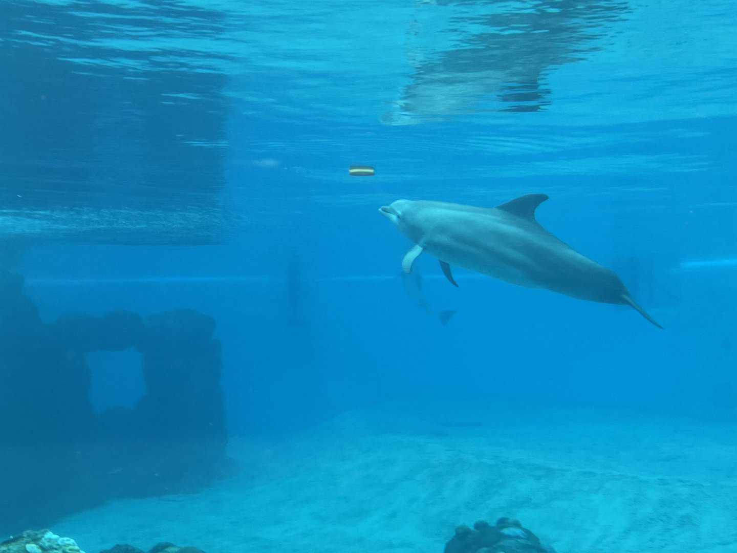 Atlantic Bottlenose Dolphin Playing With Frisbee