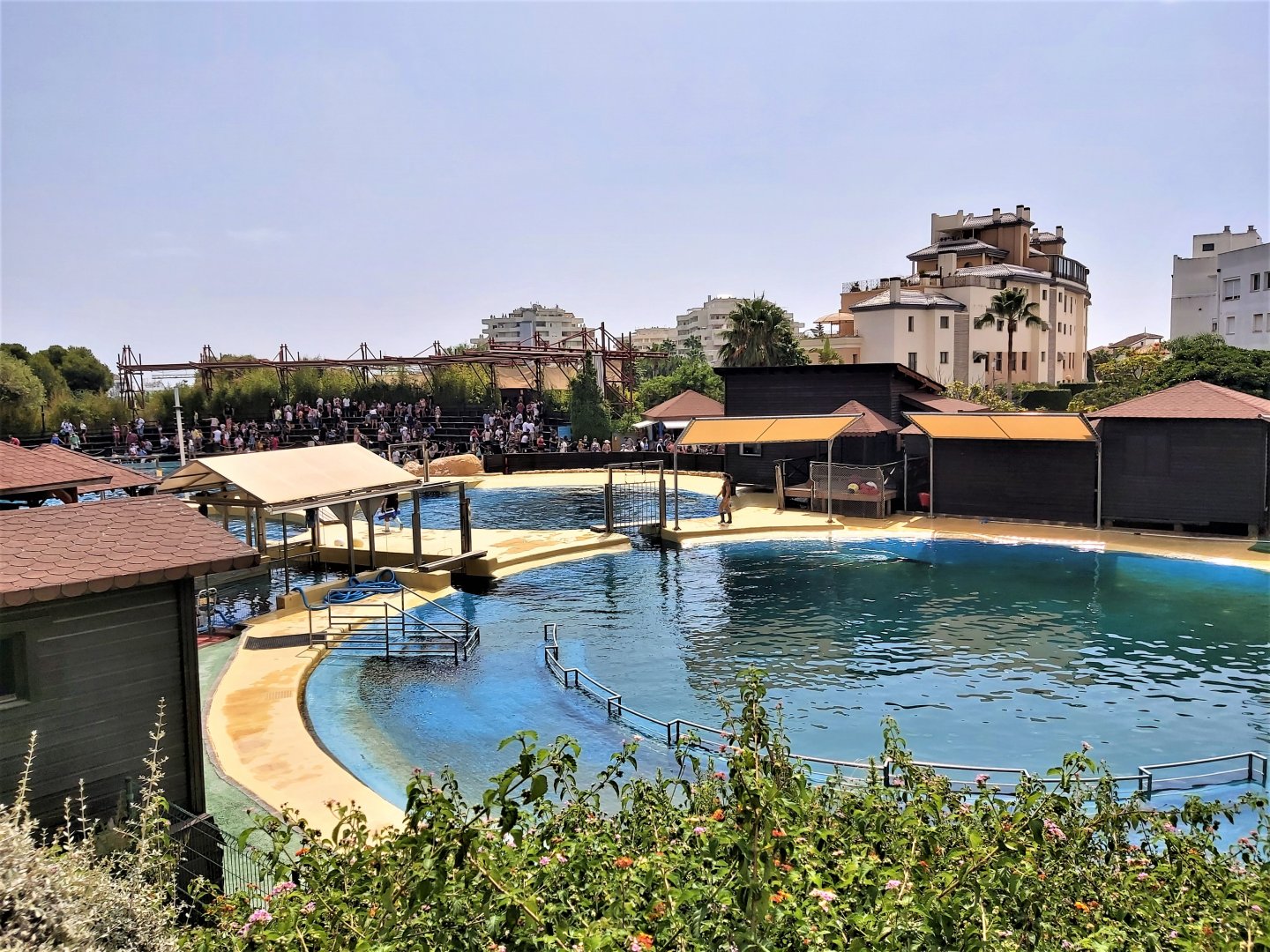Atlantic bottlenose dolphin pools