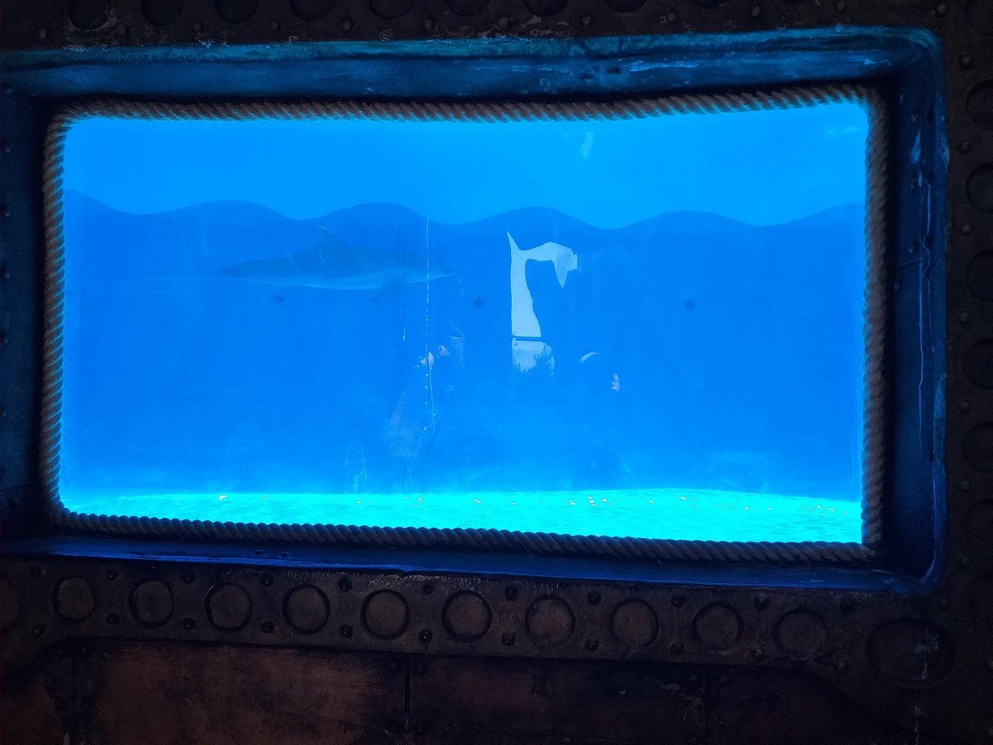 Atlantic bottlenose dolphin second pool -MundoMar Benidorm (2021)