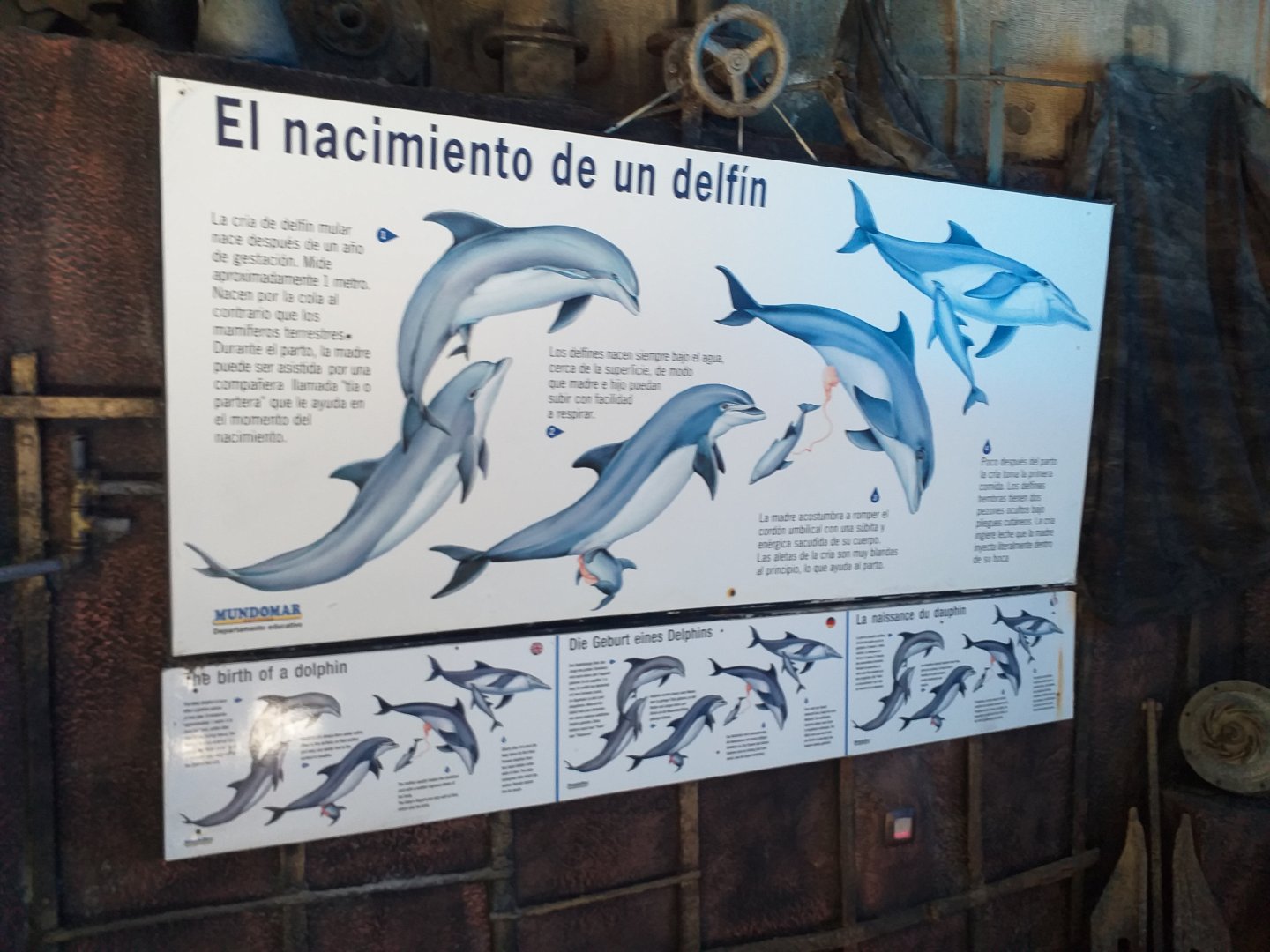 Atlantic bottlenose dolphin sign -MundoMar Benidorm (2021)