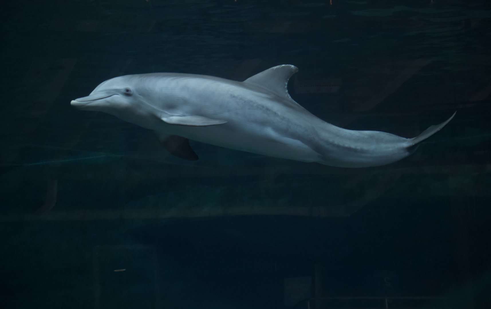 Atlantic Bottlenose Dolphin/ Tursiops truncatus Hope