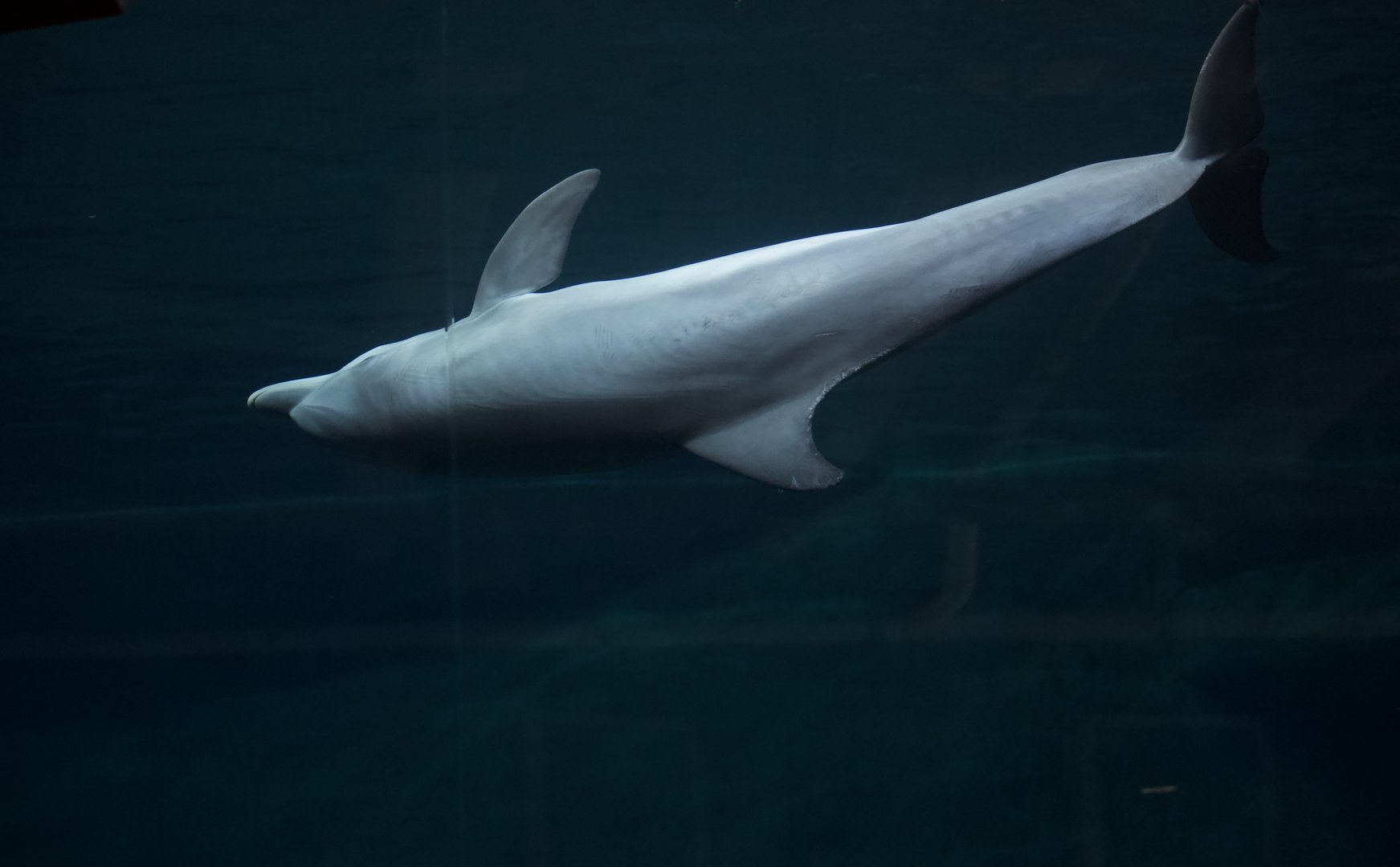 Atlantic Bottlenose Dolphin/ Tursiops truncatus Hope