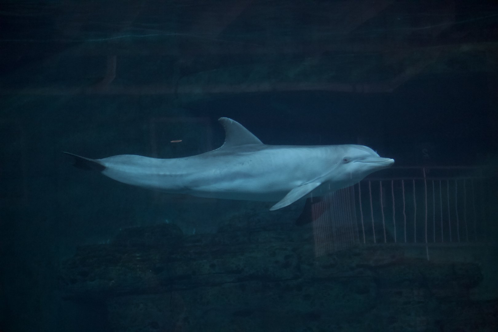 Atlantic Bottlenose Dolphin/ Tursiops truncatus Hope