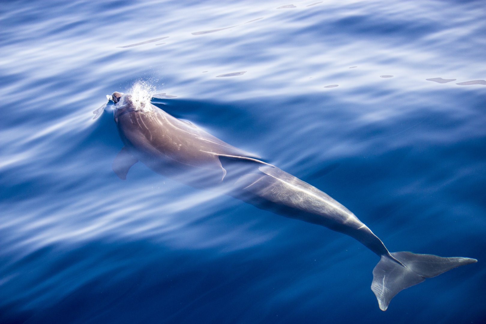 Atlantic bottlenose dolphin, Tursiops truncatus truncatus