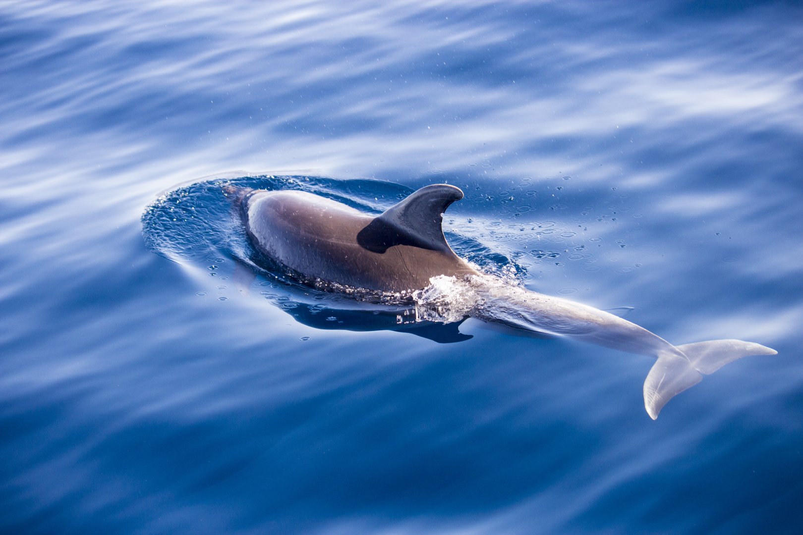 Atlantic bottlenose dolphin, Tursiops truncatus truncatus