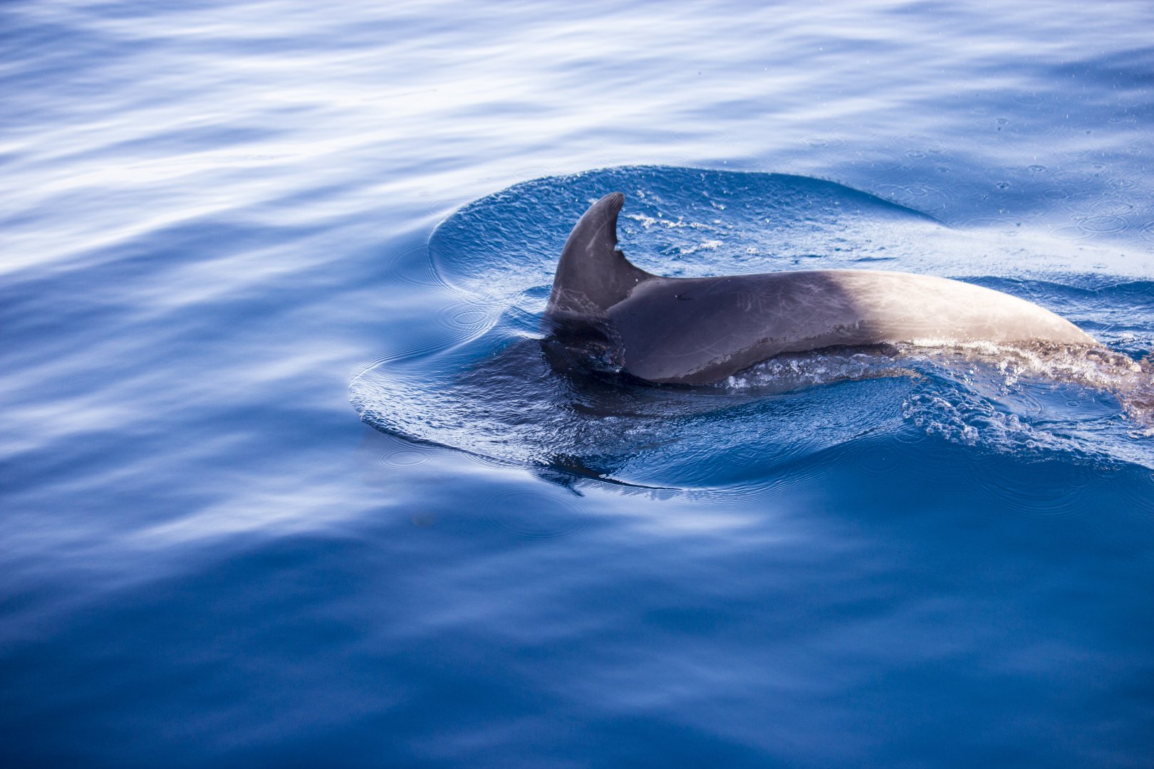 Atlantic bottlenose dolphin, Tursiops truncatus truncatus
