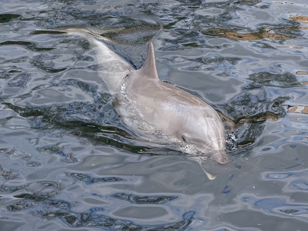 Atlantic bottlenose dolphin (Tursiops truncatus truncatus)