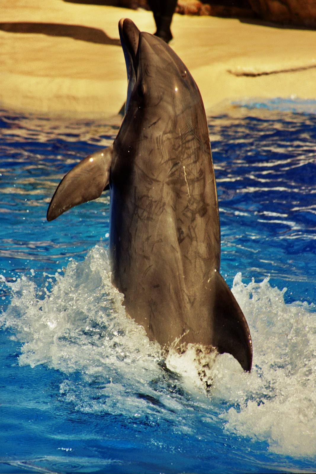 Atlantic Bottlenose Dolphin (Tursiops truncatus)