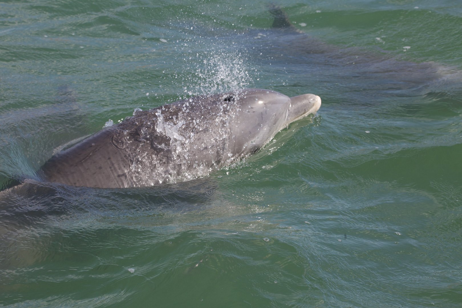 Atlantic Bottlenose Dolphin/ Tursiops truncatus