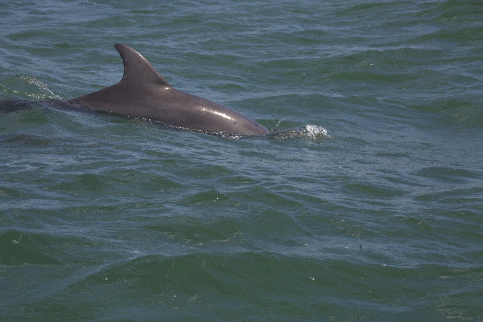 Atlantic Bottlenose Dolphin/ Tursiops truncatus