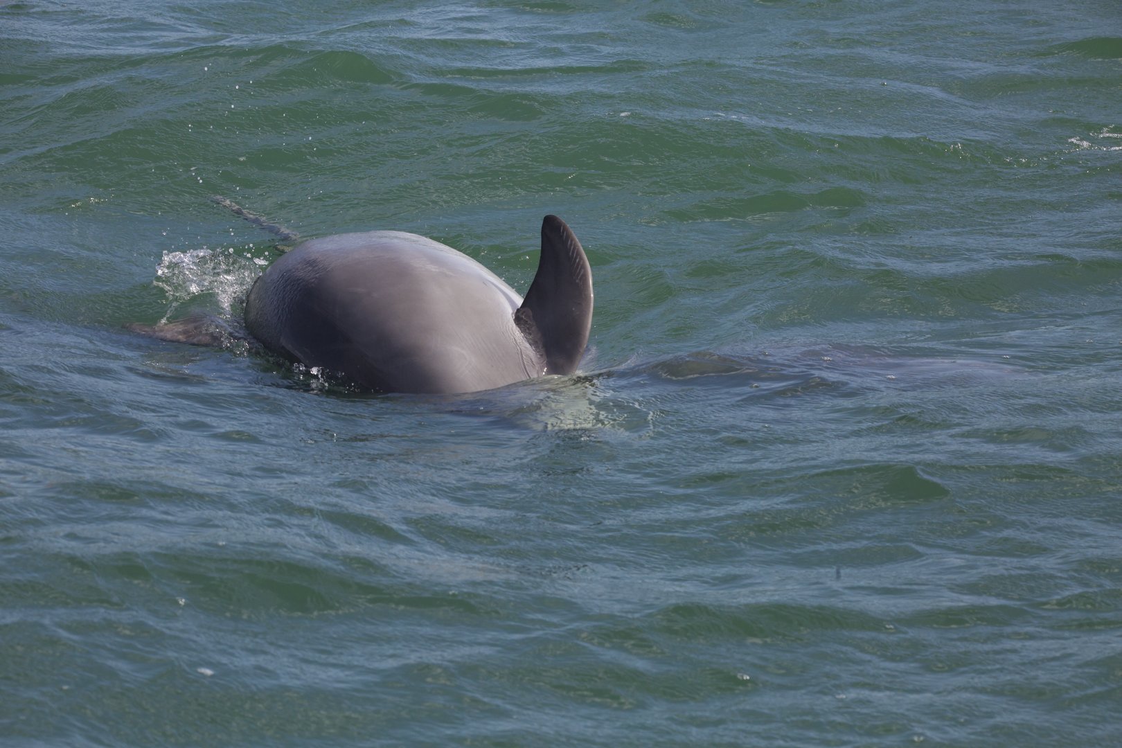 Atlantic Bottlenose Dolphin/ Tursiops truncatus