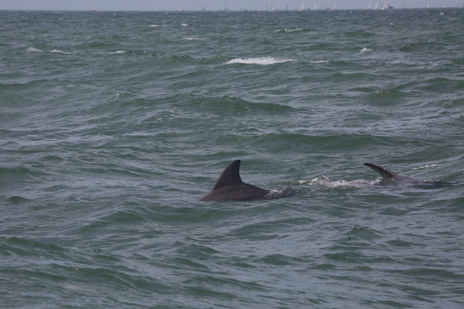 Atlantic Bottlenose Dolphin/ Tursiops truncatus