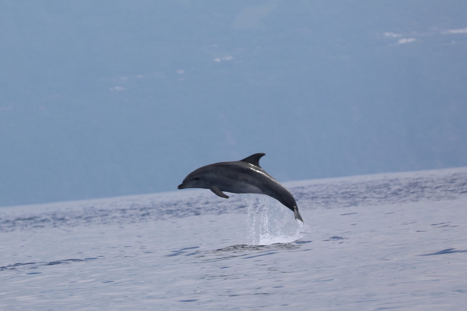 Atlantic bottlenose dolphin (Tursiops truncatus)