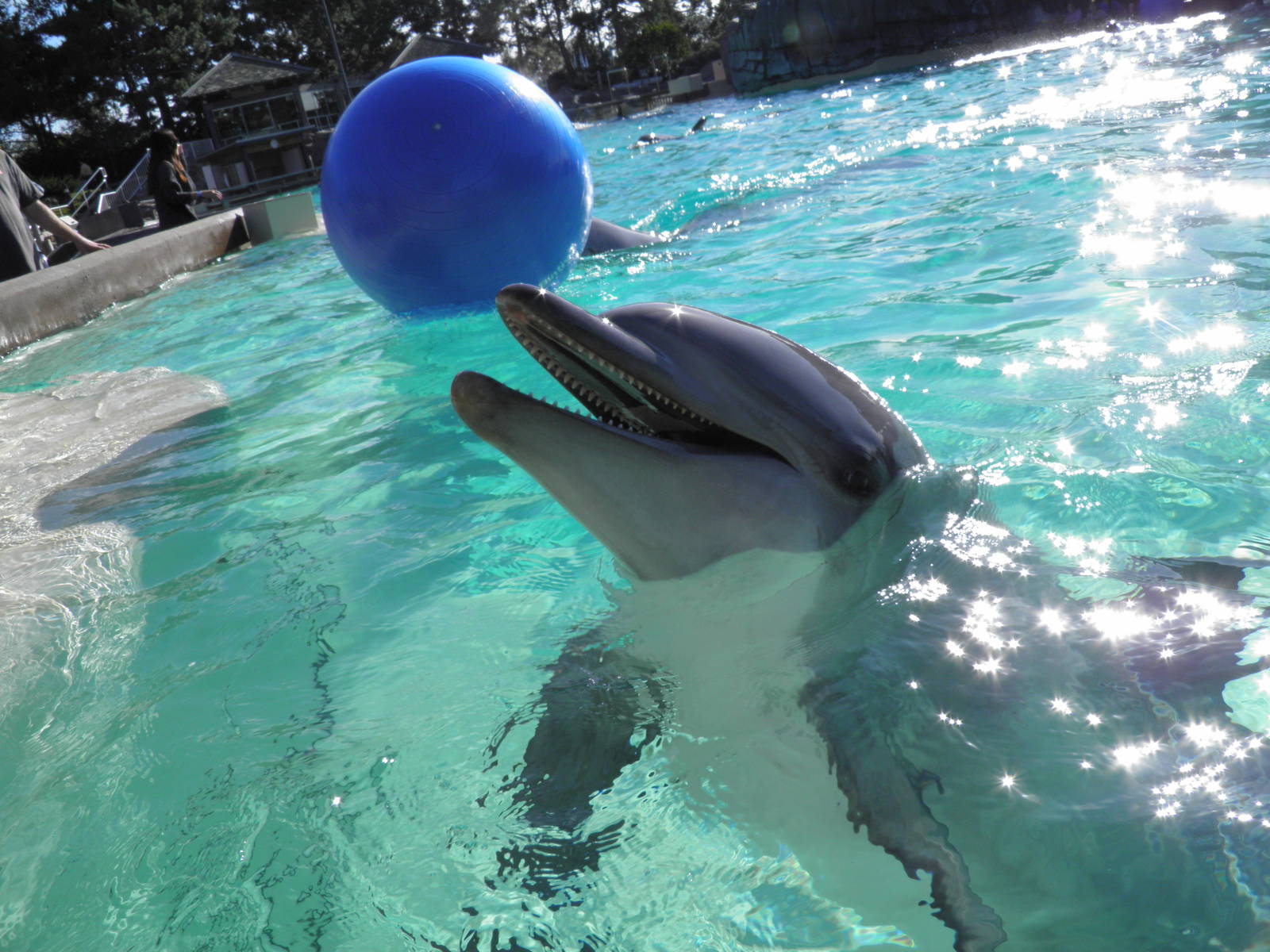 Atlantic Bottlenose Dolphin