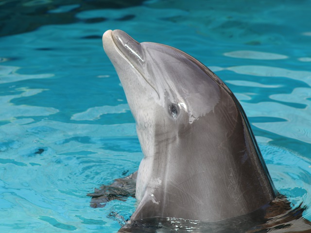 Atlantic Bottlenose Dolphin