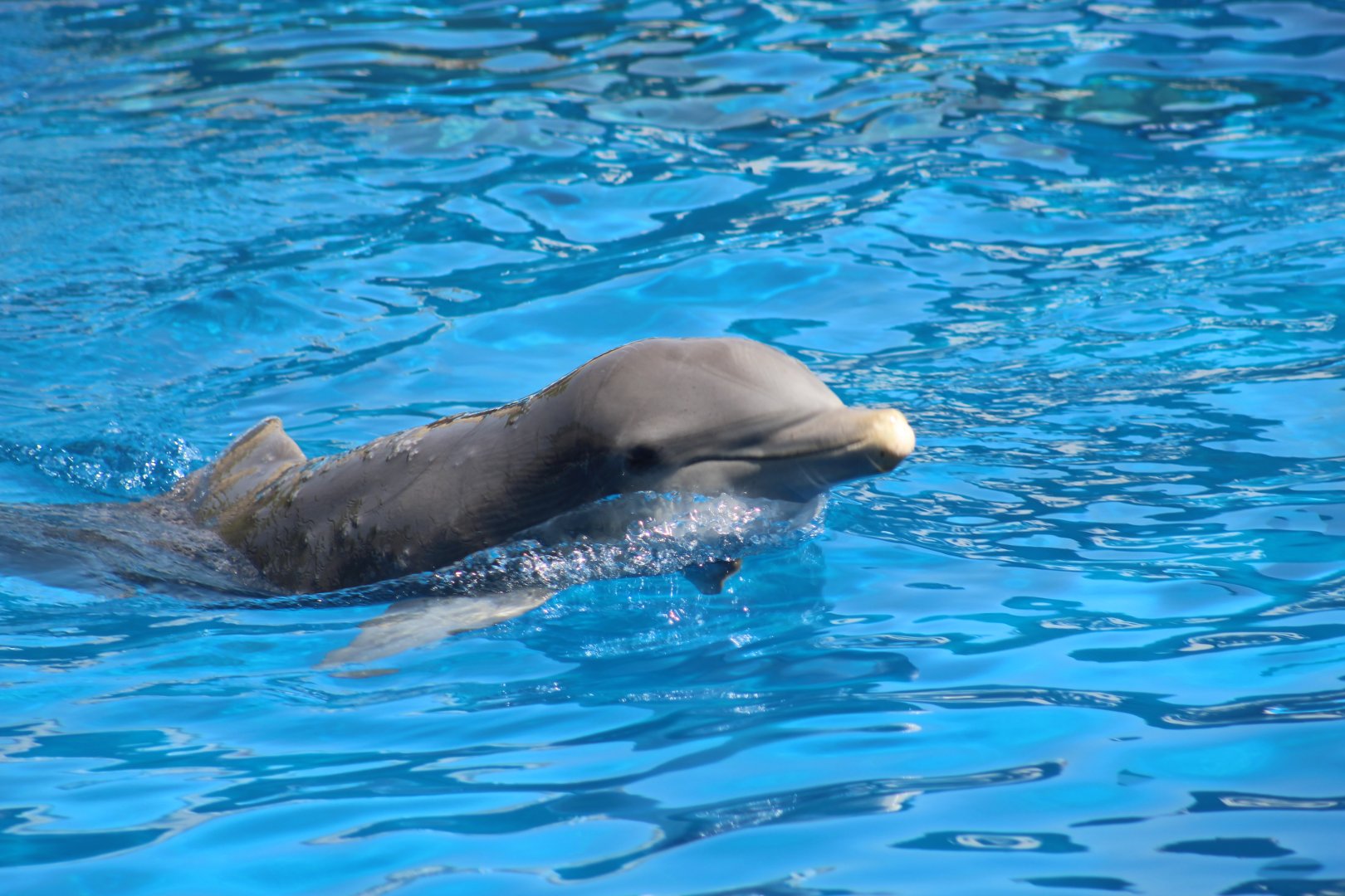 Atlantic Bottlenose Dolphin