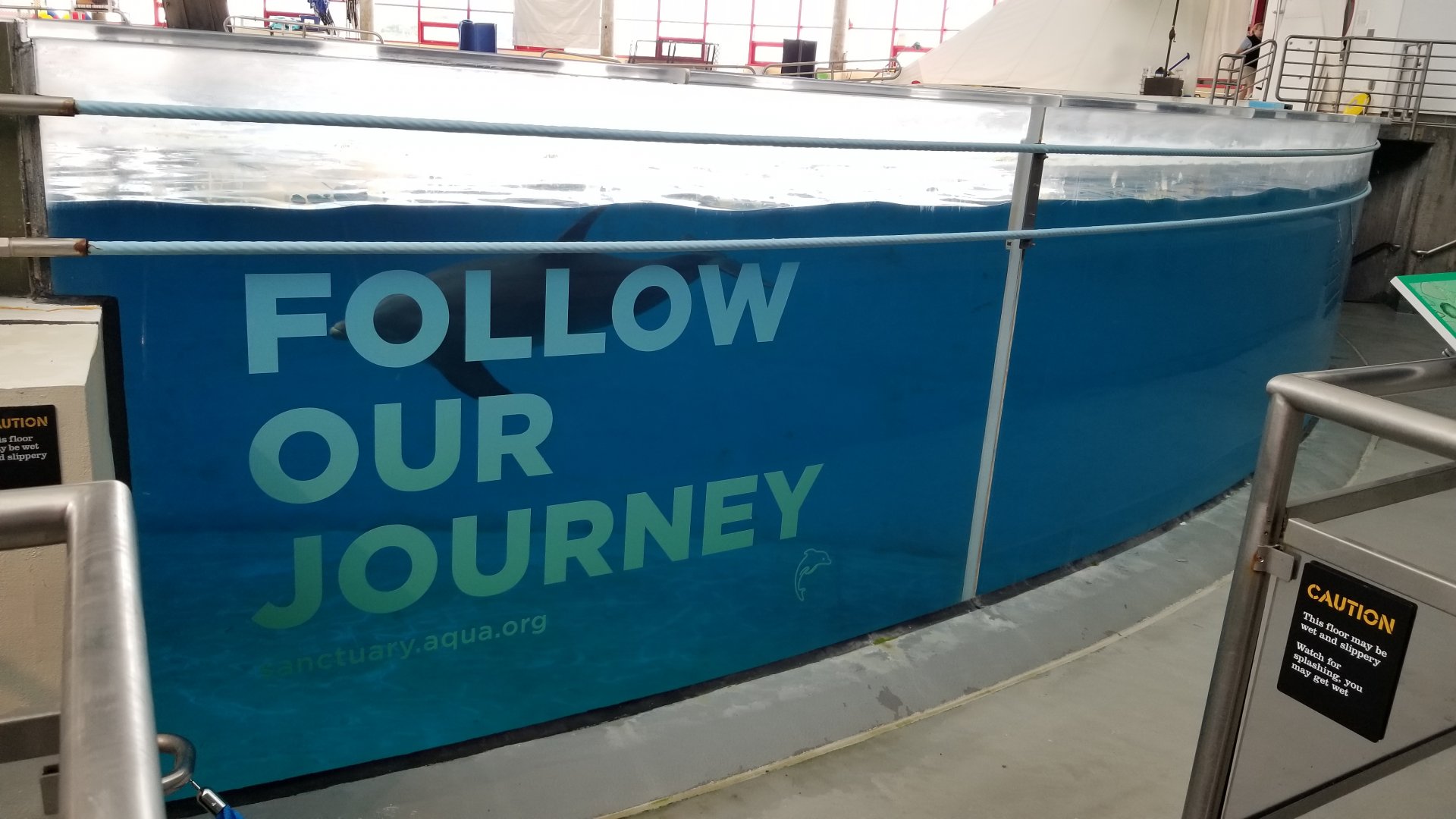 Atlantic Bottlenose Dolphin