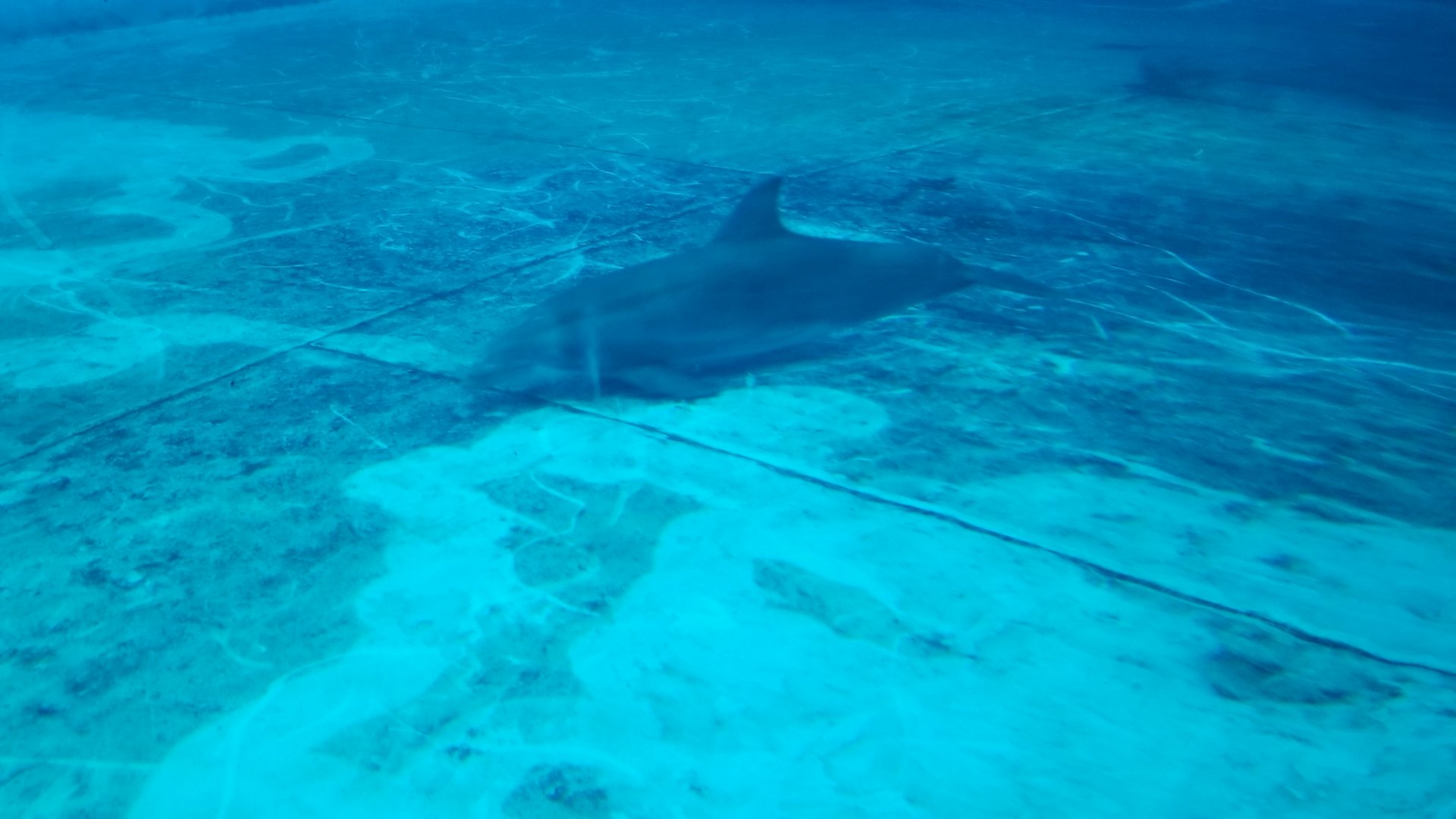 Atlantic Bottlenose Dolphin