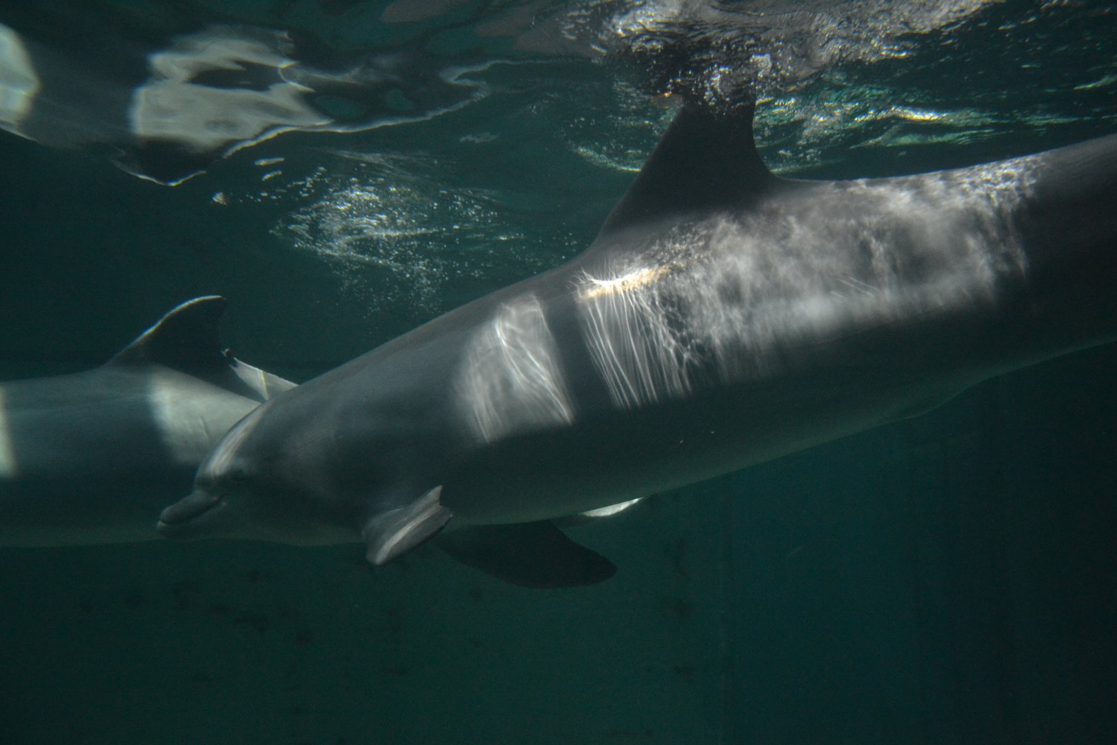 Atlantic bottlenose dolphin