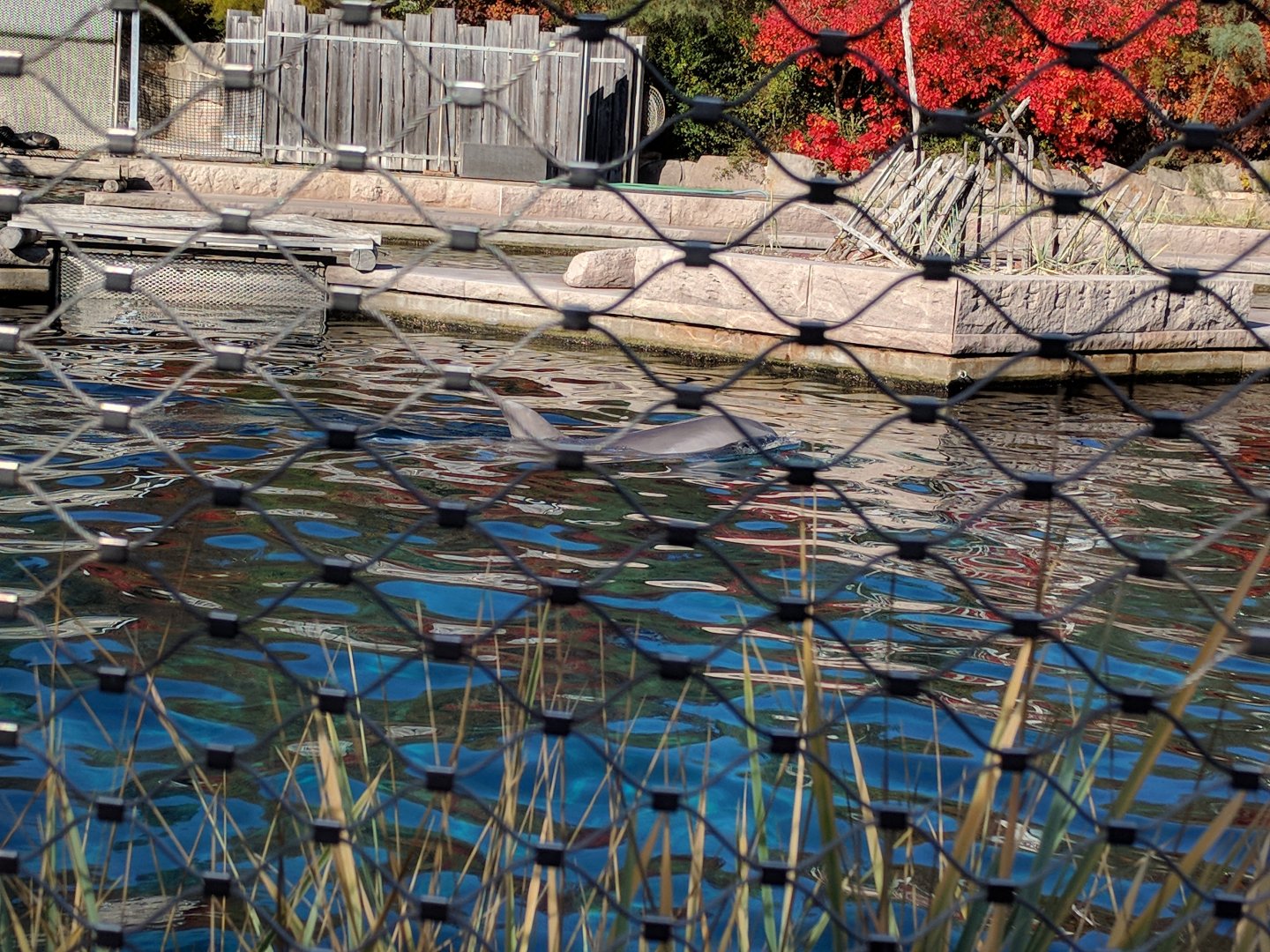Atlantic Bottlenose Dolphin