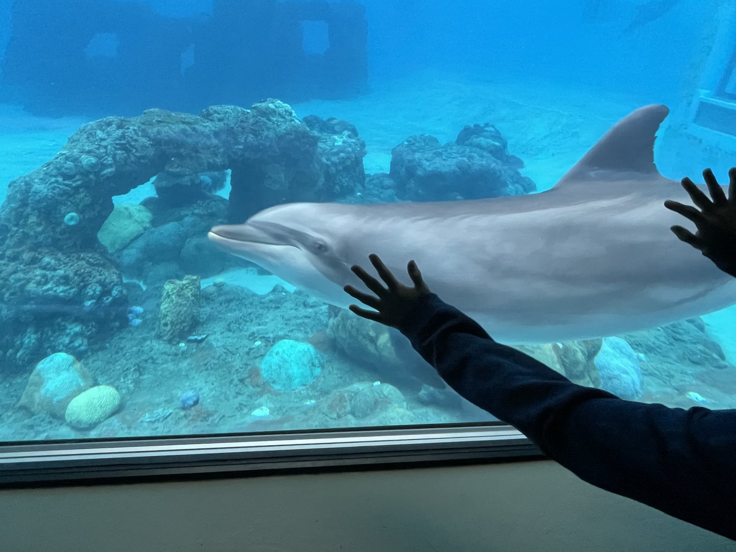 Atlantic Bottlenose Dolphin