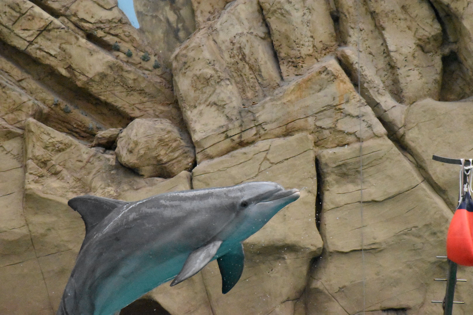 Atlantic bottlenose dolphin