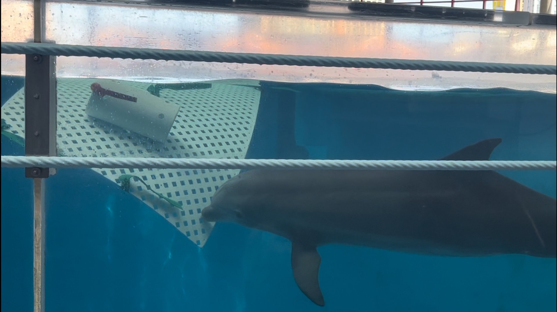 Atlantic Bottlenose Dolphin