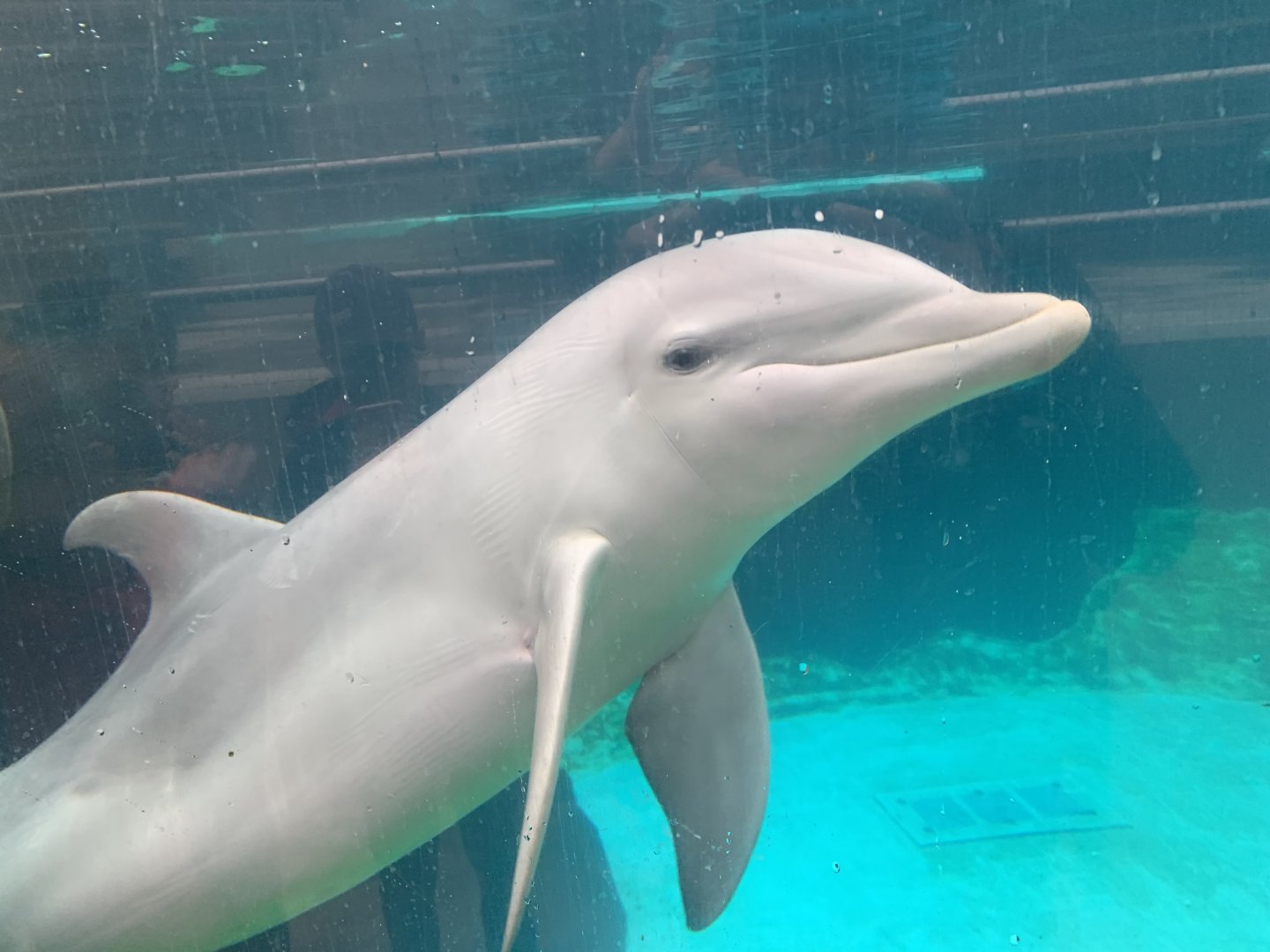 Atlantic bottlenose dolphin