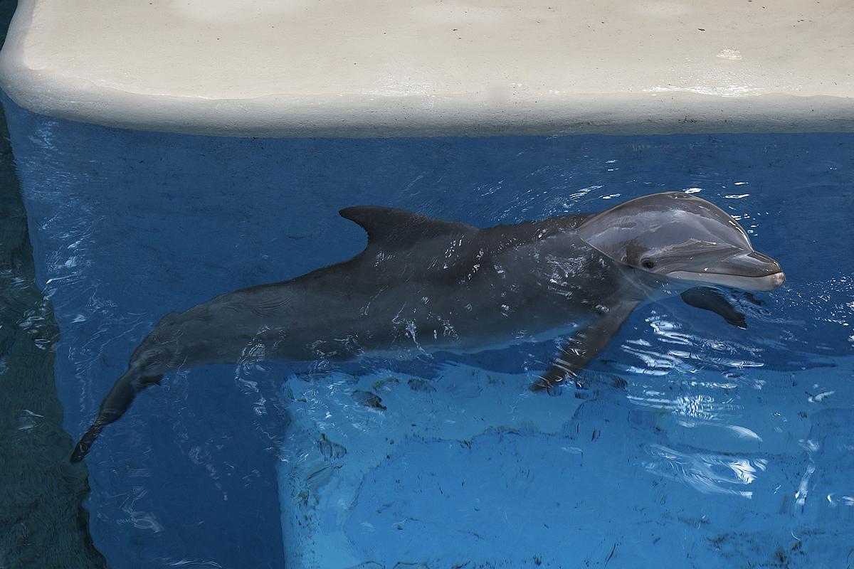 Atlantic Bottlenose Dolphin