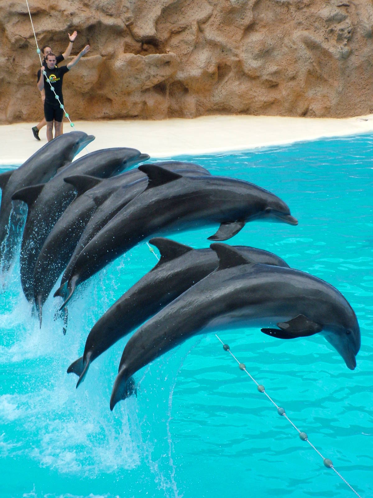 Atlantic Bottlenose Dolphins at Loro Parque, 08/11/10