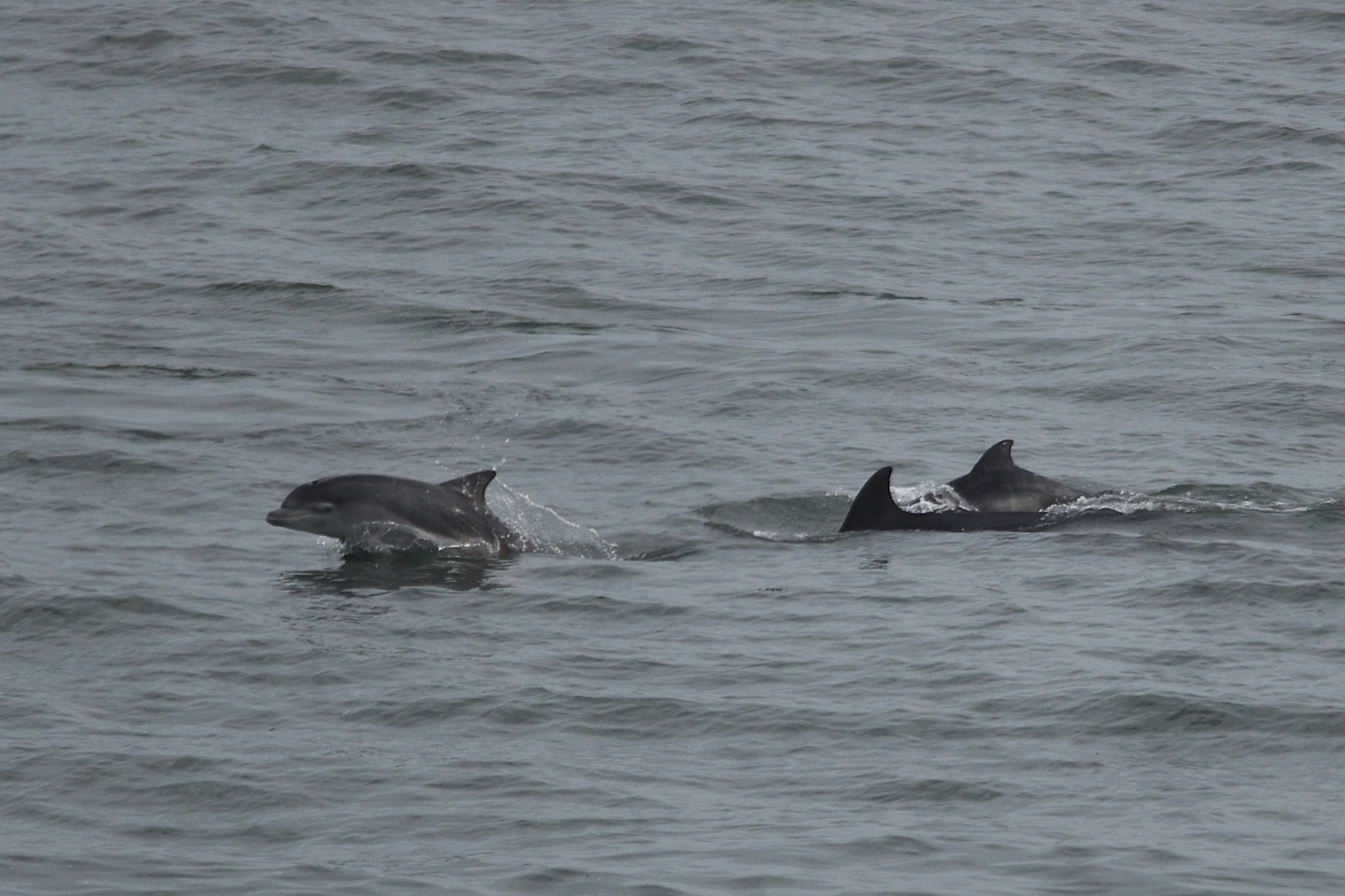 Atlantic Bottlenose Dolphins, Flamborough Head, 11th October 2025