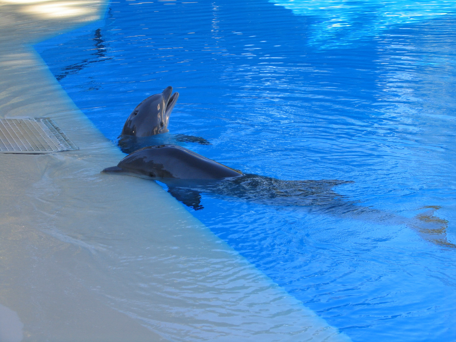 Atlantic bottlenose dolphins - Jan 2005