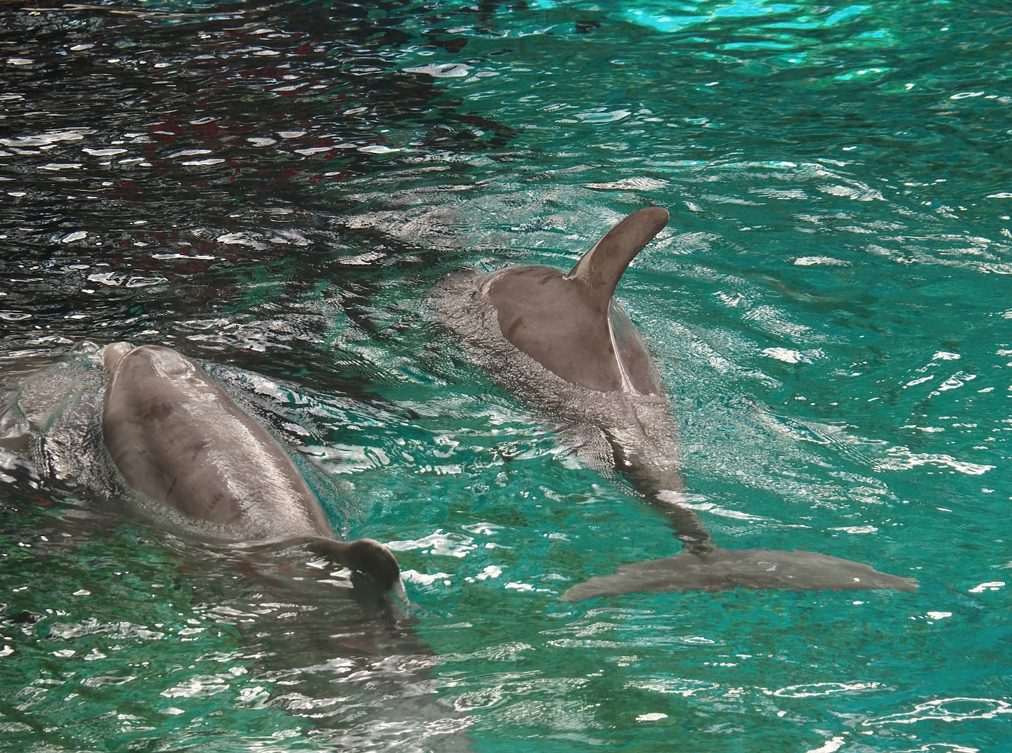 Atlantic bottlenose dolphins (Tursiops truncatus truncatus), 2024-06-08