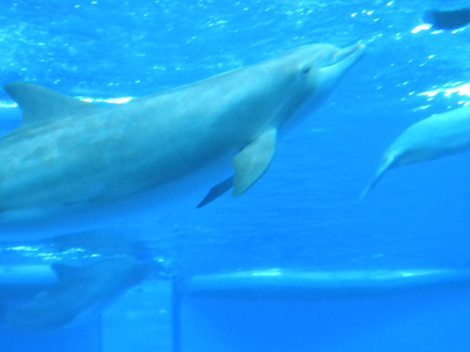 Atlantic Bottlenose Dolphins