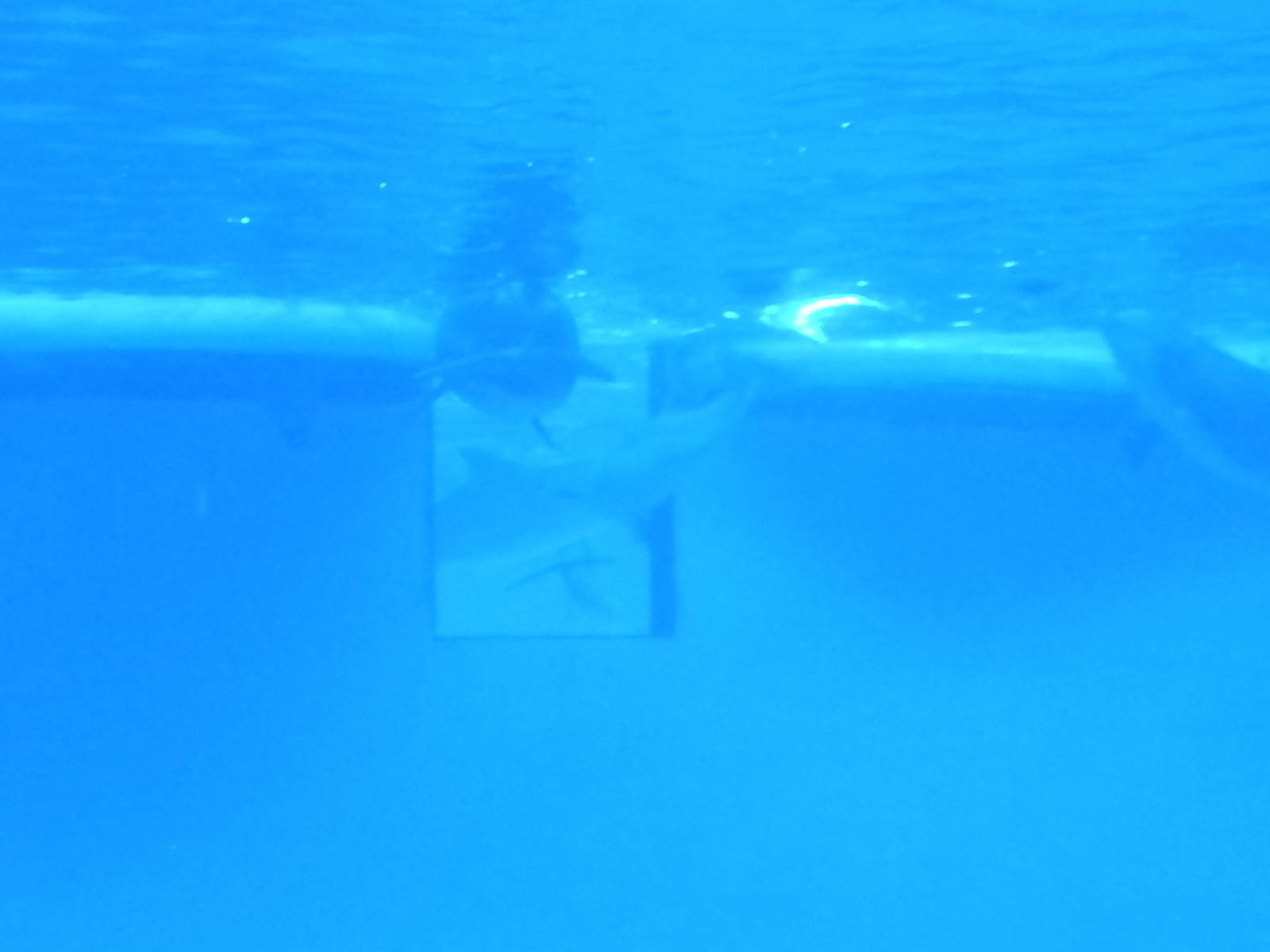 Atlantic Bottlenose Dolphins