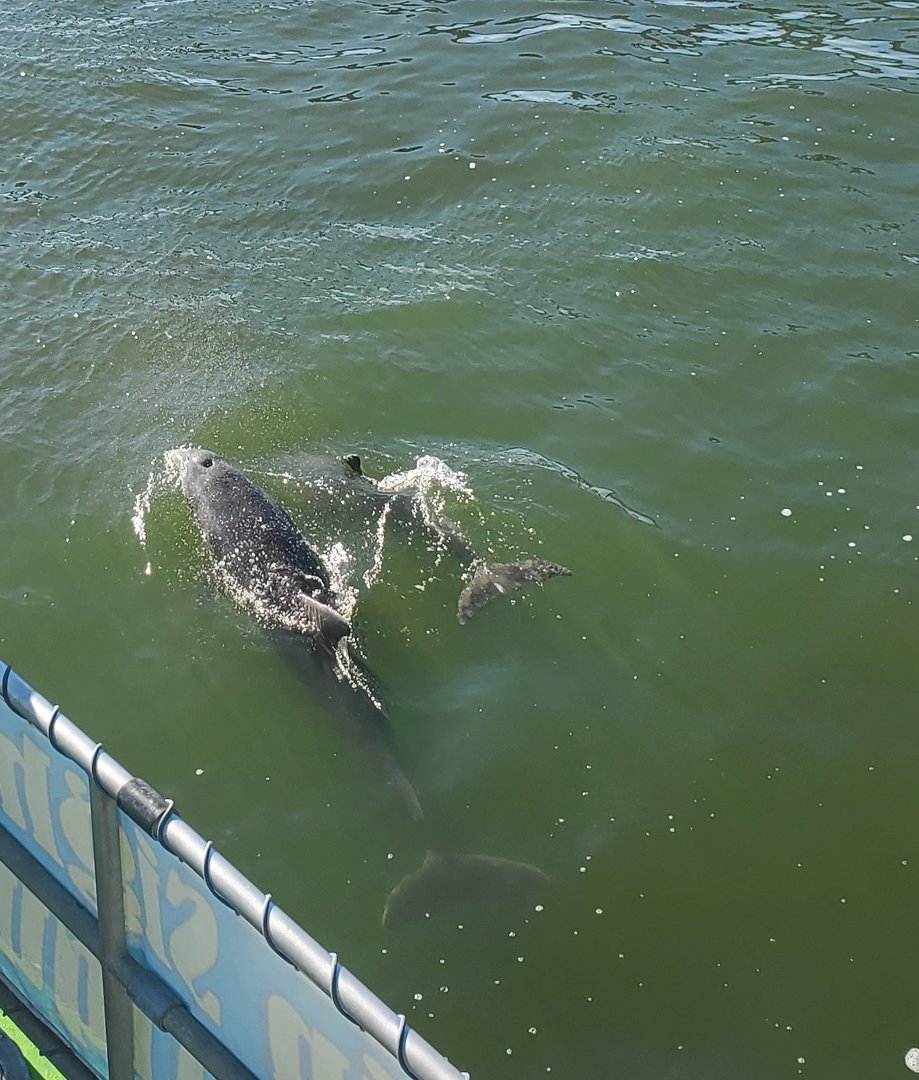 Atlantic Bottlenose Dolphins