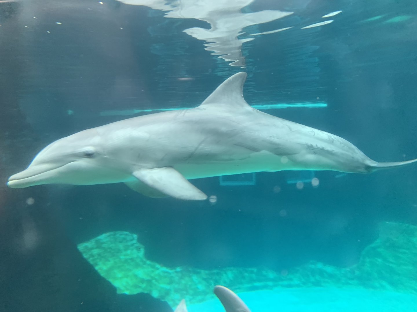 Atlantic bottlenose dolphins