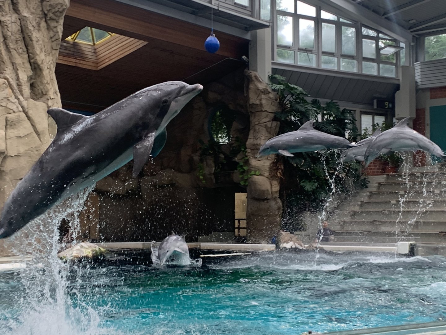 Atlantic bottlenose dolphins