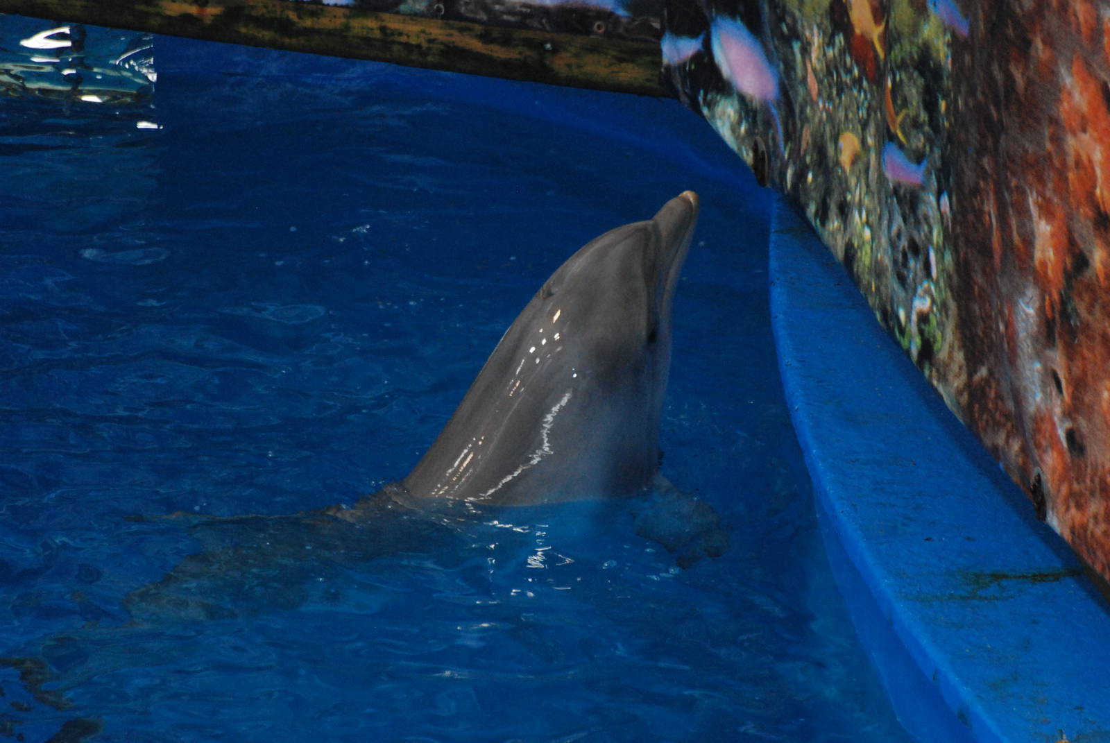 Atlantic Bottlenosed Dolphin at Barcelona, 30/05/11