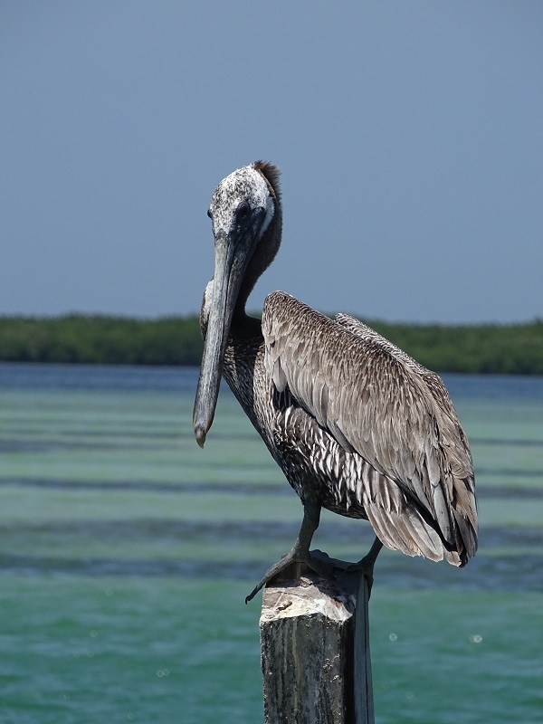 Atlantic brown pelican (Pelecanus occidentalis carolinensis)