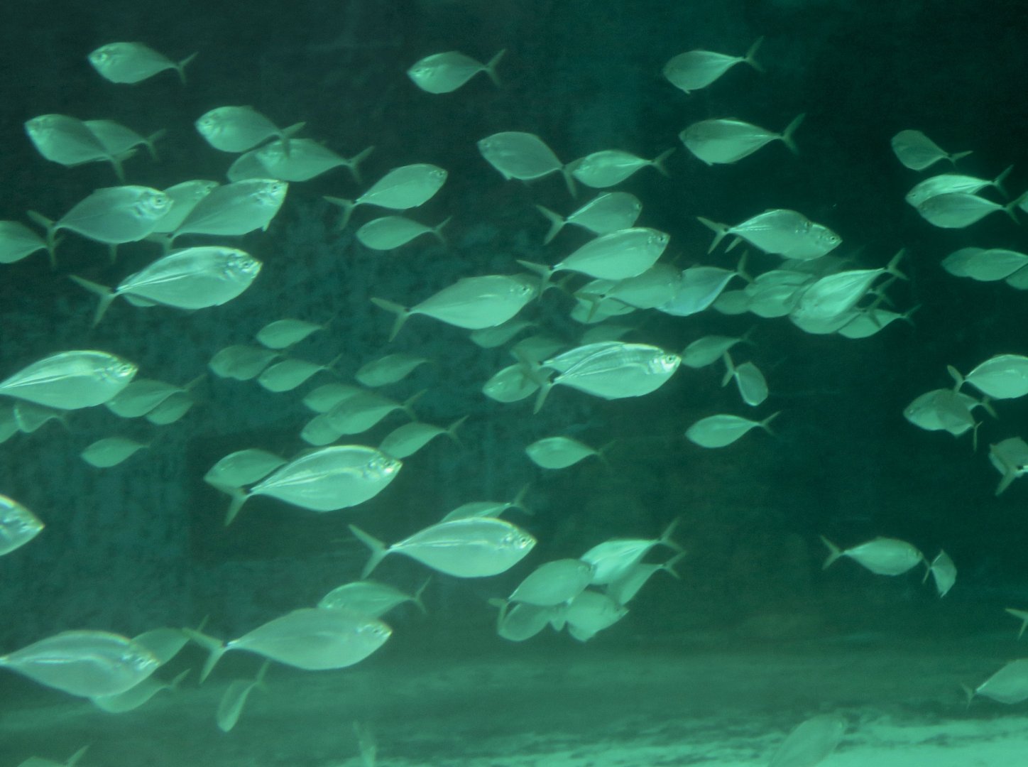 Atlantic Bumper (Chloroscombrus chrysurus).