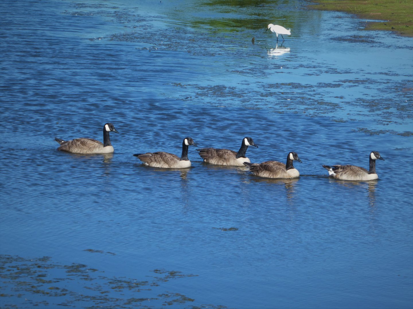 Atlantic Canada Geese