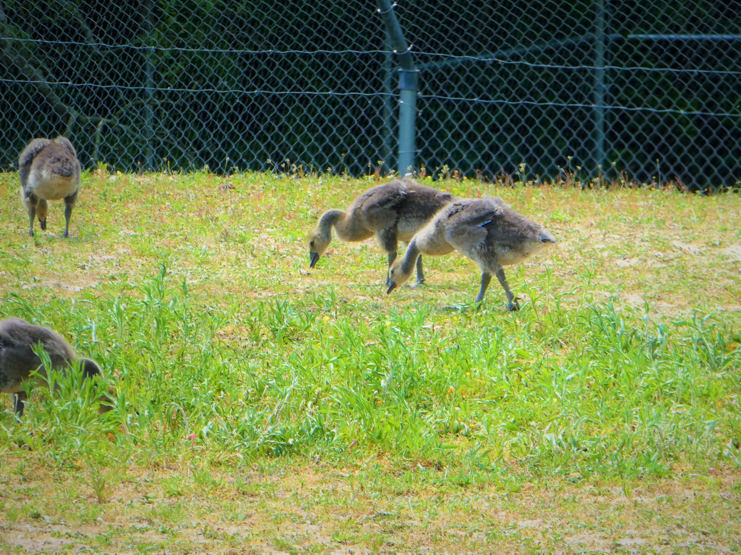 Atlantic Canada Goose Goslings