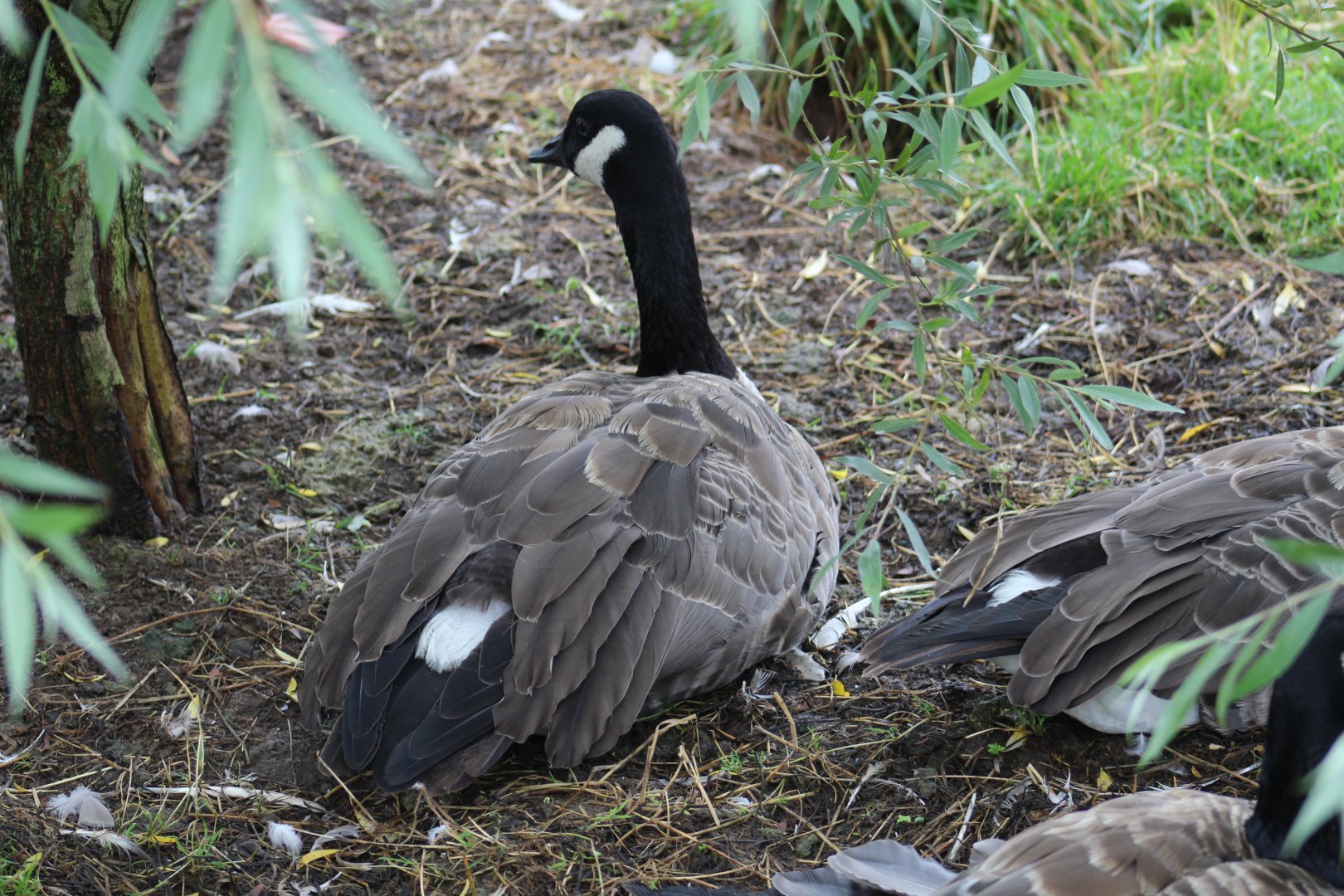 Atlantic Canada Goose