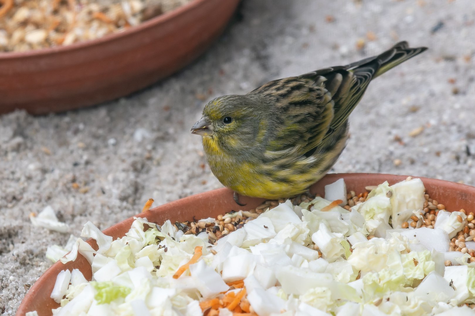 Atlantic canary or European serin? - Zoo Plzeň