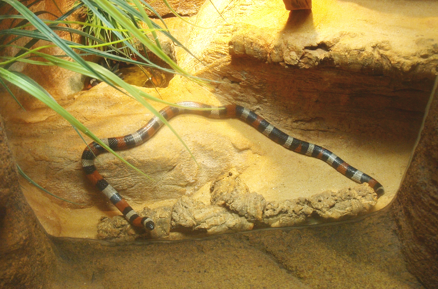 Atlantic Central American milksnake (Lampropeltis triangulum polyzona), 2017-02-06