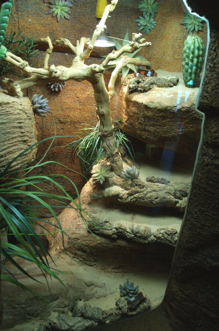 Atlantic Central American milksnake terrarium, 2014-02-16