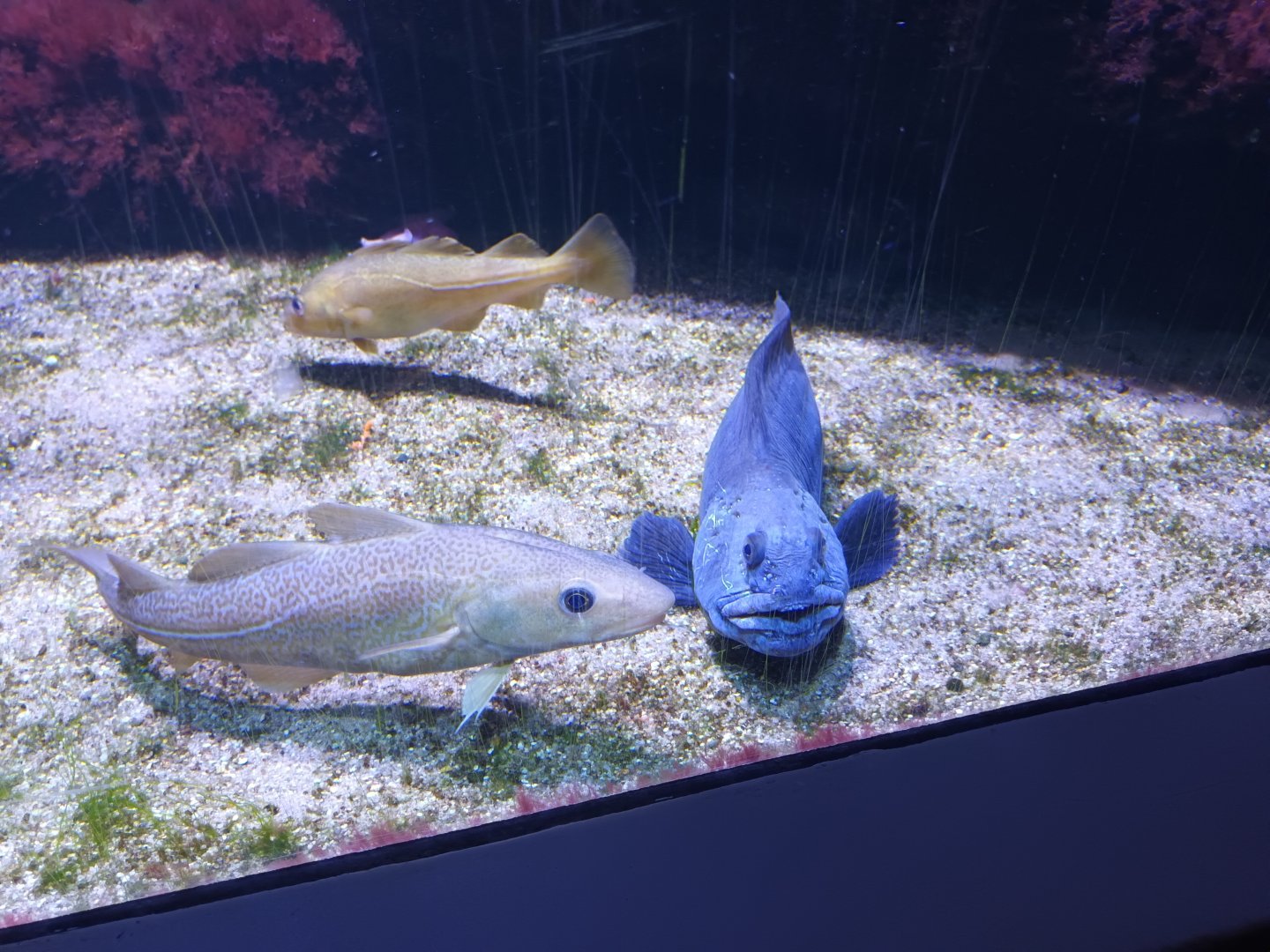 Atlantic Cod and Wolf Eel