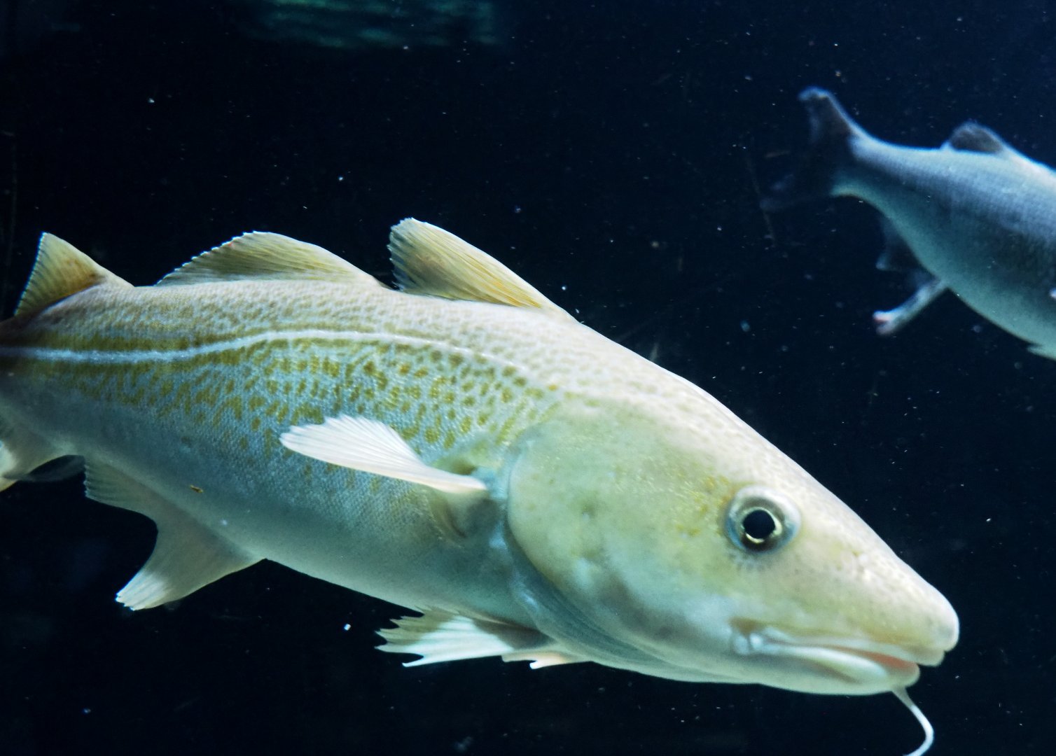 Atlantic cod (Gadus morhua), 2021-07-17